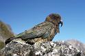 WT 0200 040-11 New Zealand a Kea